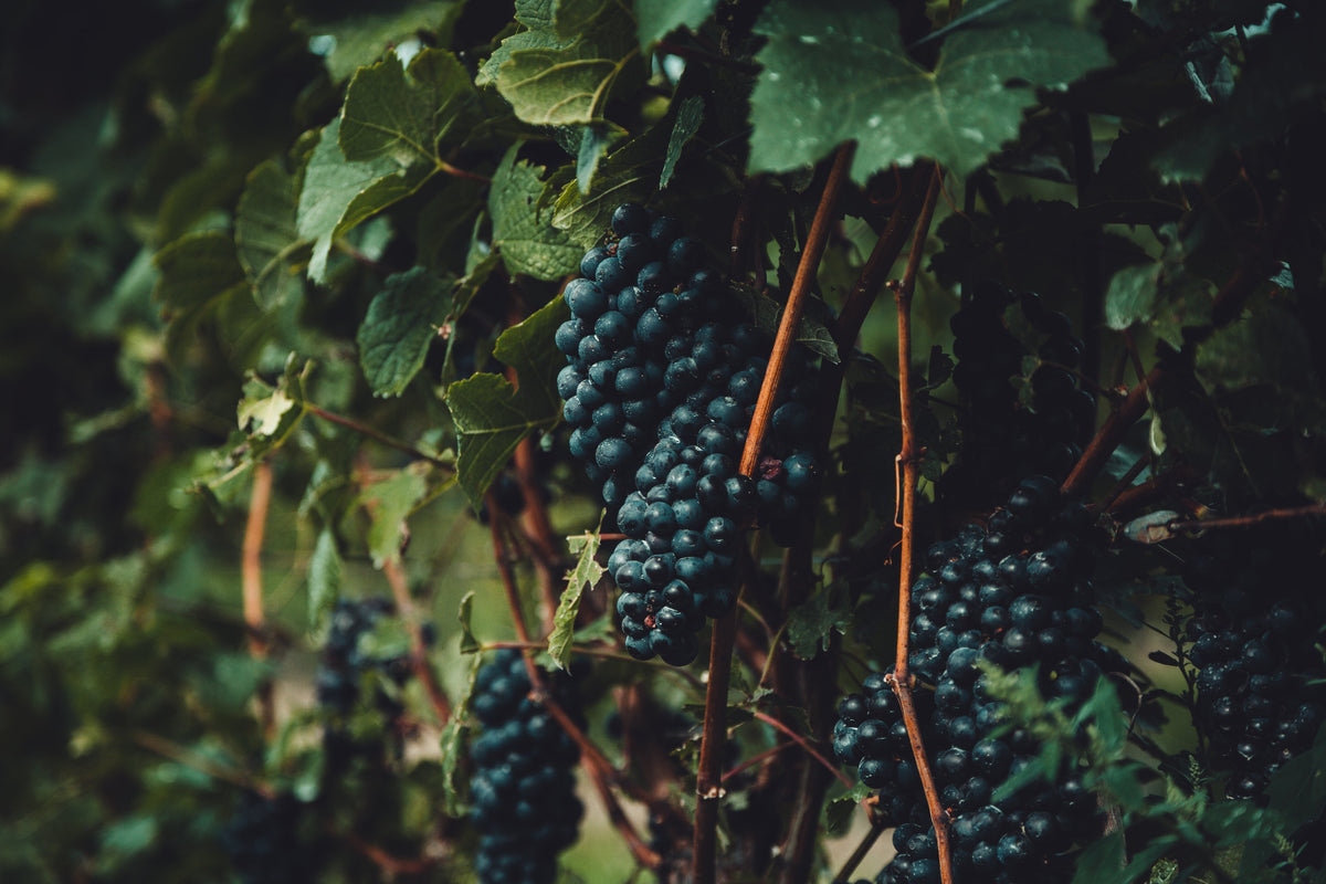WINES – Page 17 – Monty Wines